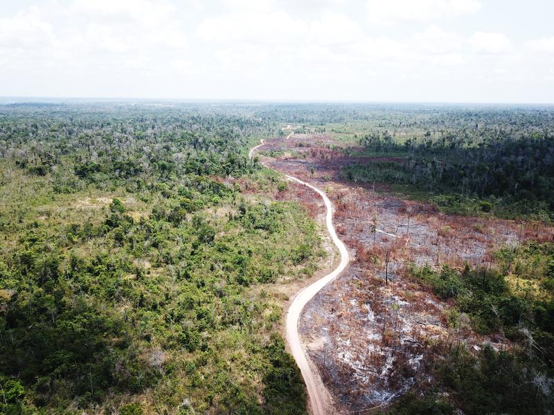 Forest degradation from selective logging, fire and edge effects