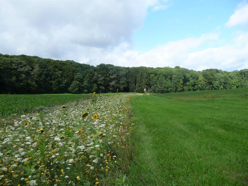 Blühstreifen in einer Agrarlandschaft.