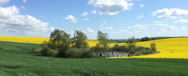 Kleingewässer in einer Agrarlandschaft.