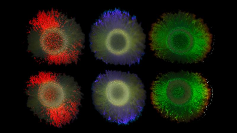 Kolonien des Meeresbakteriums Marinobacter alginolytica. So wie die Federn des Pfaus leuchtende Farben aufweisen, sind diese Farben auf geordnete Strukturen zurückzuführen, die einen photonischen Kristall bilden und Interferenzeffekte verursachen.