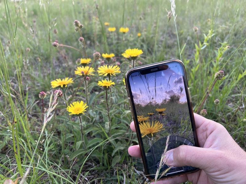 Mithilfe der App Flora Incognita lassen sich Pflanzen unkompliziert mit dem Smartphone bestimmen.