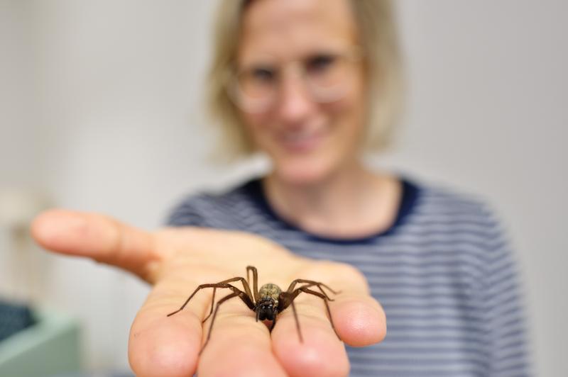 Winkelspinne "Thekla" sitzt auf der Hand von Therapeutin Johanna Lass-Hennemann.