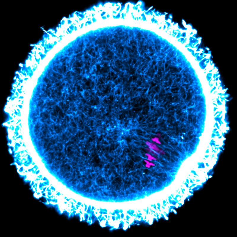 Extrem langlebige Proteine im Eierstock könnten dazu beitragen, Eizellen gesund zu halten und die Fruchtbarkeit lange zu bewahren. In der hier gezeigten Maus-Eizelle sind die Chromosomen magenta und das Zytoskelett-Protein Aktin blau-weiß gefärbt.