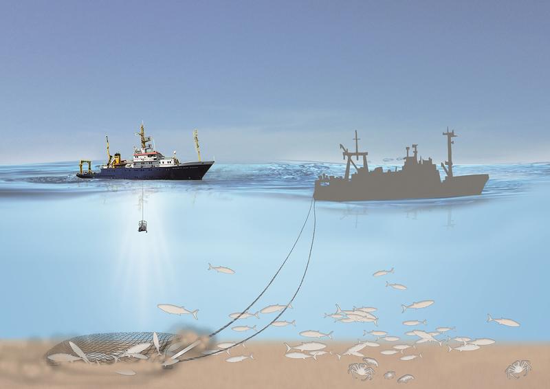 In the IOW field trial, the study area will be fished with a bottom trawl so that subsequently the resulting processes can be documented comprehensively for the first time in the Baltic Sea by accompanying research vessels.