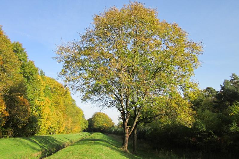 Seit den 1990er Jahren werden Gewöhnliche Eschen (Fraxinus excelsior) massiv von einem Pilz befallen, der zum Eschentriebsterben führt. Das Bakterium Schauerella fraxinea könnte ein aussichtsreicher Kandidat bei der biologischen Kontrolle