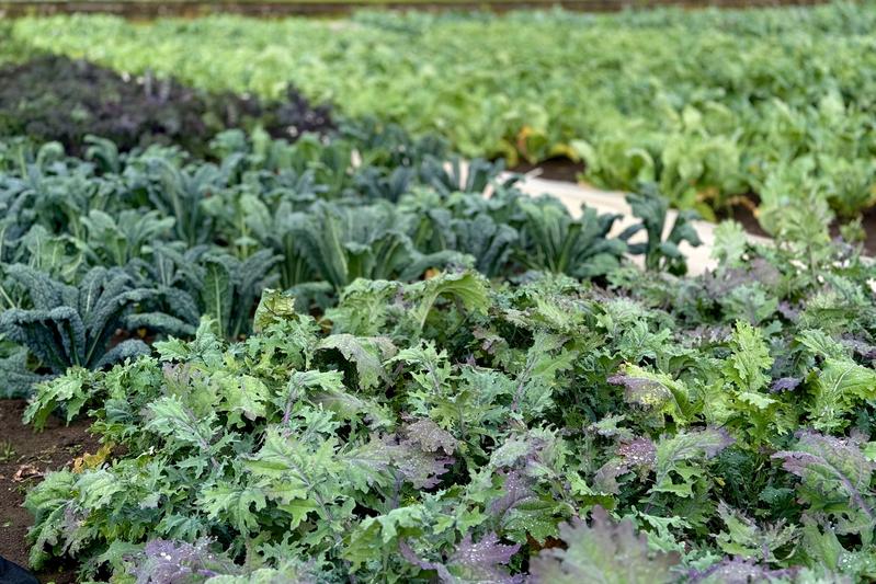 Auf dem SharpGreens-Demonstrationsfeld am IGZ wachsen jeweils 50 Grün- und Blumenkohl-Sorten. Foto: IGZ/J. Vogt. 