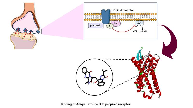 Bindung von Aniquinazolin B an einen Opioidrezeptor  