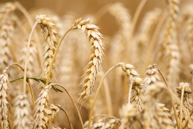 Wheat on a field before the harvest 