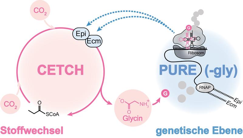 Schematische Darstellung der Systemarchitektur des zellfreien Systems, bestehend aus voneinander abhängigen metabolischen (CETCH-Zyklus, rosa) und genetischen (PURE, blau) Ebenen, die miteinander interagieren. 