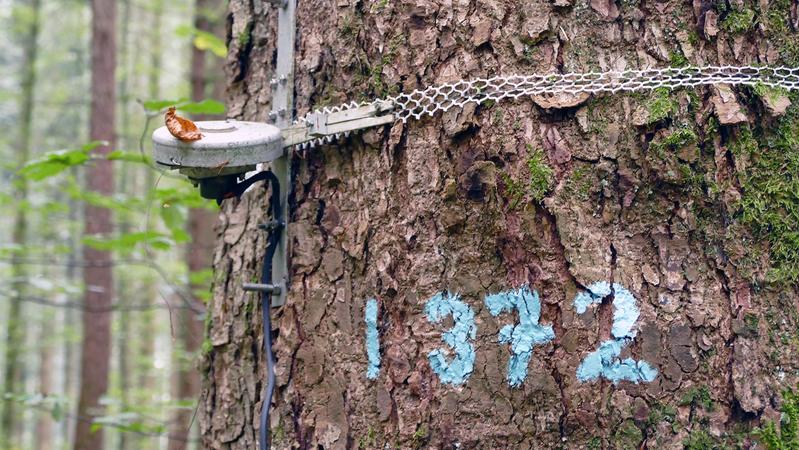 Markierter Baum auf der LWF-Fläche in Vordemwald (AG).