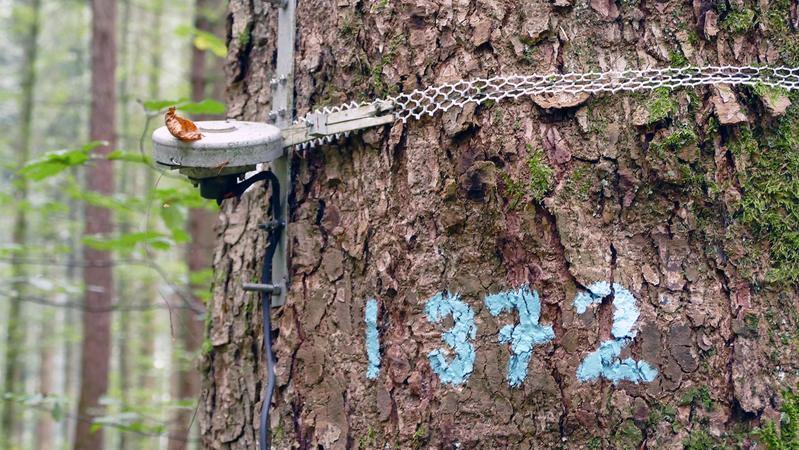 Markierter Baum auf der LWF-Fläche in Vordemwald (AG).