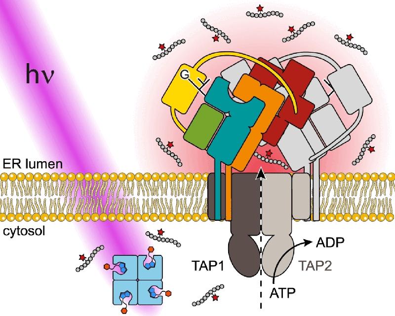 Immunsystem im Rampenlicht