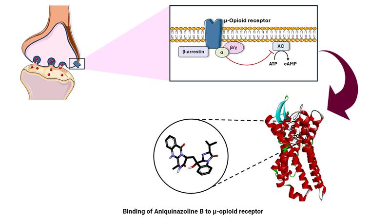 Presentation of the binding of Aniquinazoline B to an opioid receptor