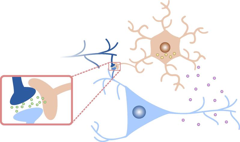 Das Modell erweitert die Kommunikation zwischen zwei Neuronen um einen dritten Akteur, den Astrozyten. Endocannabinoide vom postsynaptischen Neuron binden an Astrozytenrezeptoren und verändern die D-Serin-Konzentration, die die Empfindung der Synapse 