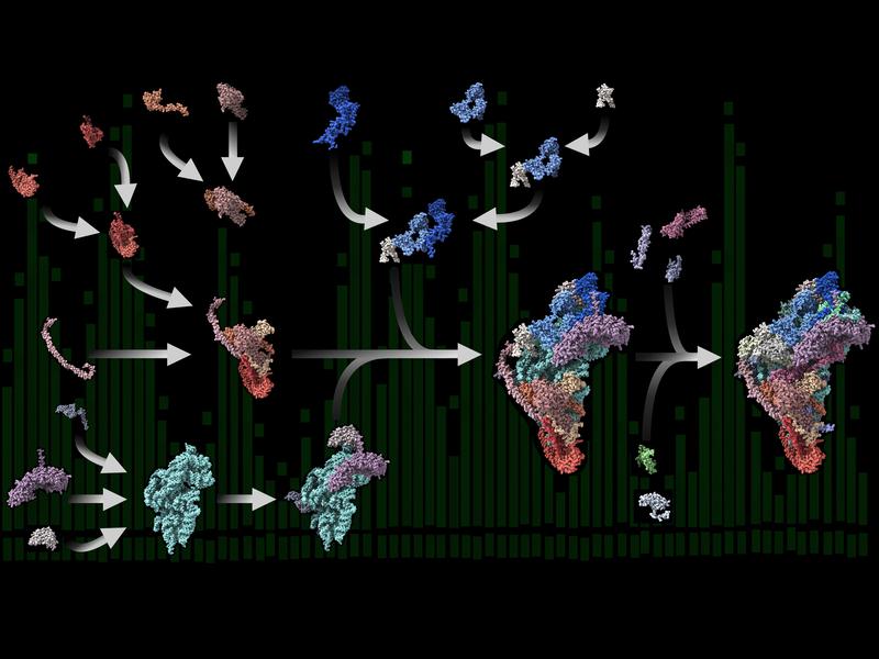 Der modulare Zusammenbau der kleinen mitoribosomalen Untereinheit in menschlichen Zellen erfolgt in vielen Schritten. Ribosomale Proteine lagern sich zu Modulen zusammen, bevor sie mit der ribosomalen RNA (Cyan) Komplexe bilden.