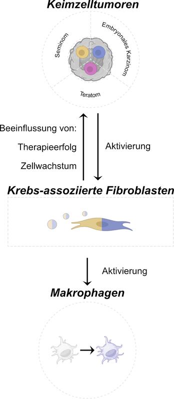 Fibroblasten werden durch Hodenkrebszellen zu krebsassoziierten Fibroblasten aktiviert. Diese setzen Botenstoffe frei, die Zellwachstum und Therapieerfolg der Krebszellen beeinflussen und Immunzellen (Makrophagen) aktivieren können.