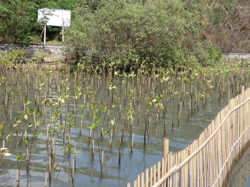 Planted mangroves at the Segara Anakan Lagoon in the south of Java, Indonesia