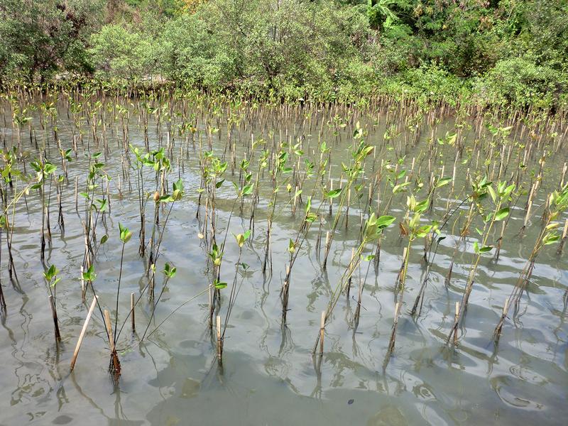 Planted mangroves at the Segara Anakan Lagoon in the south of Java, Indonesia