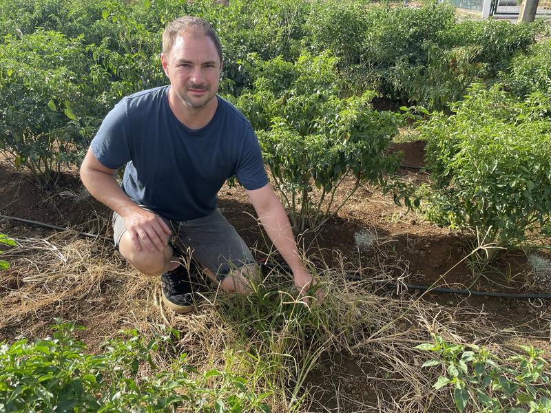 The proof-of-concept application involved collecting Eleusine indica samples across the island to diagnose herbicide resistance. Dr. Lutz in a chili field with heavy E. indica infestation 