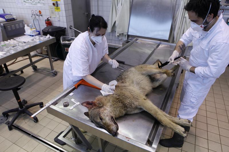 Examination of a dead grey wolf at the Leibniz-IZW