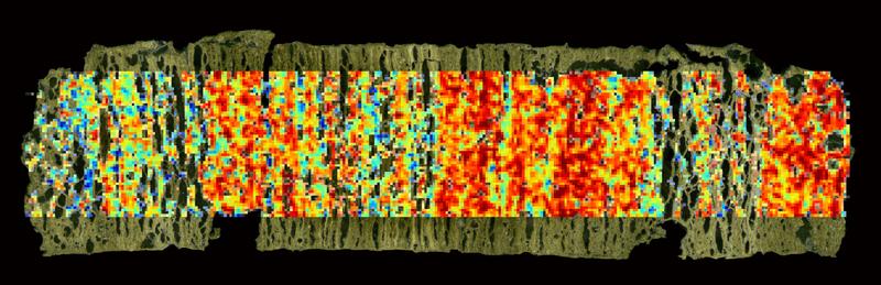 Mass spectrometry image of a 5-centimeter-long sediment sample obtained from the Mediterranean Sea. The heat map indicates the spatial distribution of an alkenone-based climate proxy for sea surface temperature reconstruction on the sediment surface.