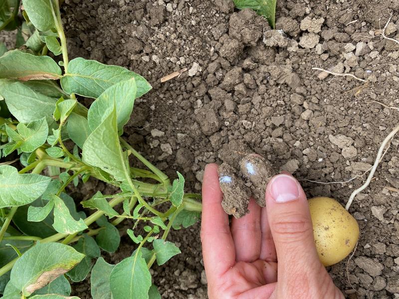 Eigelege der Schilfglasflügelzikade an Kartoffelwurzel: Das Überträgerinsekt der SBR-Krankheit vollzieht seinen kompletten Lebenszyklus an Kartoffel.