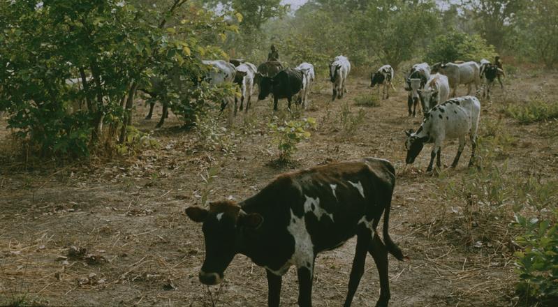 Halbnomadische Peulh/Fulbe betreiben Wanderweidewirtschaft, dringen in Togo und Bénin mit ihren Rindern in die Felder ansässiger Kabyé-Kleinbauern ein und verursachen Landnutzungskonflikte in den Savannenwäldern.