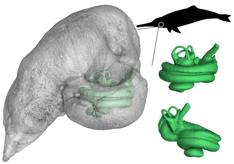 Die Untersuchung am Innenohr der ausgestorbenen Delfin-Art erlaubt Rückschlüsse auf deren Evolution.