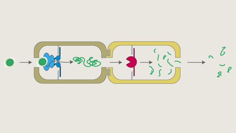 Neue Wege für künstliche Nanofabriken