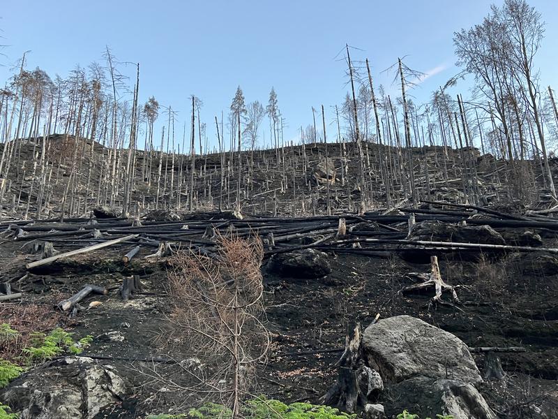 Bei einem durch Brandstiftung verursachten Feuer in der Böhmischen Schweiz im Juli 2022 in einem Nationalpark an der deutsch-tschechischen Grenze wurden rund 1.600 Hektar Wald zerstört. 