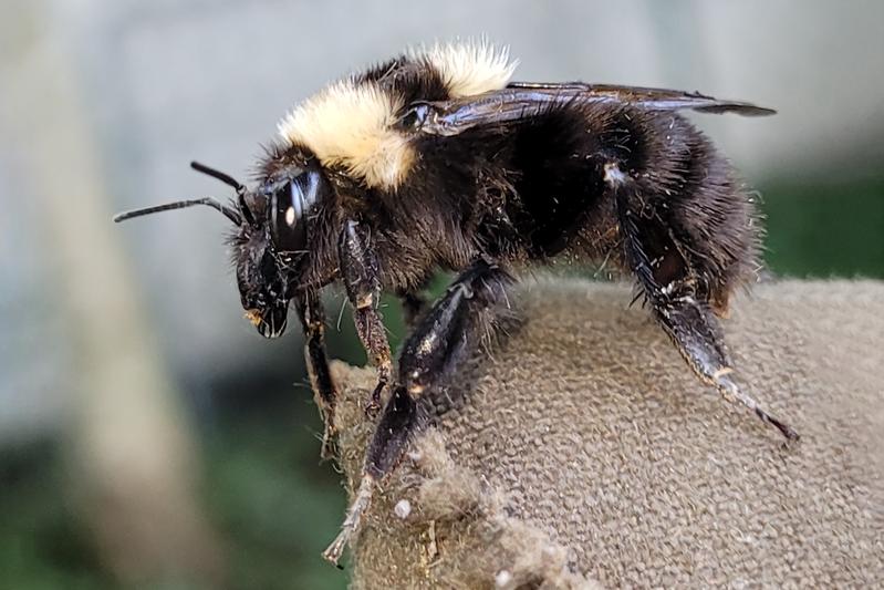 Eine Tonerdhummel.