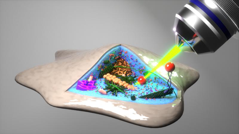 Blick in die Zelle per optische Laserfalle: Sie lokalisiert mikroskopische Teilchen, um auf ihre zufällige Zitterbewegung rückzuschließen und diesen Bewegungen zu entnehmen, wie hart, weich oder flüssig das Zellinnere ist.