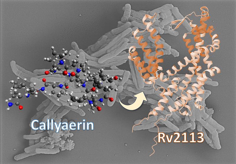 The non-essential membrane protein Rv2113 as a target structure of callyaerin in M. tuberculosis.