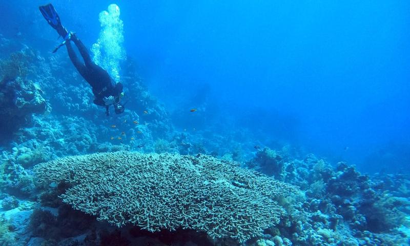Forscher der Universität Göttingen analysierten Sauerstoffisotope von Korallen wie der Acropora-Koralle, um die Anwendungsbereiche der „Triple-Sauerstoffisotopen-Methode“ zu erweitern, mit der sich die Temperaturen der Erdgeschichte genauer messen lassen.