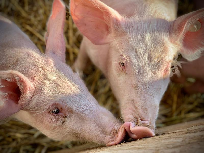 Junge Schweine