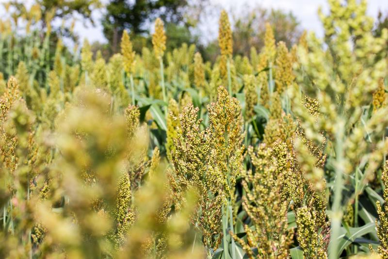 Als C4-Pflanze, die Wasser effizient nutzt, kommt Sorghum auch mit trockeneren Sommern klar.