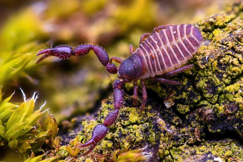 Im Gift des Bücherskorpions (Chelifer cancroides) sind Wirkstoffe enthalten, mit denen sich künftig ein gefährlicher Krankenhauskeim bekämpfen lassen könnte.