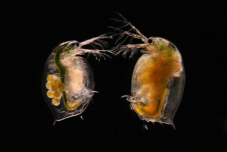 Im gesunden Wasserfloh (links) sind deutlich Eier sichtbar. Der infizierte Wasserfloh rechts wurde durch den Parasiten kastriert und bildet keine Eier mehr. Die Infektion erkennt man auch daran, dass der infizierte Wasserfloh undurchsichtig wird.