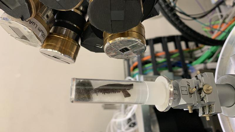 Fossil jaw of an early mammal with complete tooth row, prepared for scanning in the synchrotron