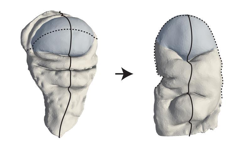 Fruit fly wing disc before (left) & after (right) eversion. Highlighted in blue is the pouch region, which transforms from a symmetric dome into a curved fold. The dashed and dotted lines indicate the main axes used to analyze these morphological changes.