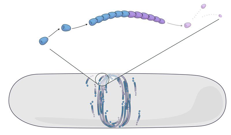 Simulation der Selbstorganisation von FtsZ-Fäden durch Treadmilling. Die Modellierung von FtsZ-Filamenten in einer Bakterienzelle zeigt, wie sich der bakterielle Teilungsring bildet 