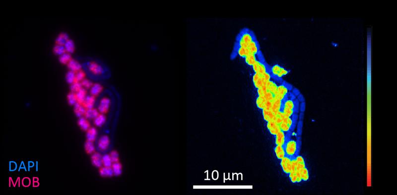 Links: Mikroskopische Visualisierung von MOB (pink) und anderer Mikroorganismen (blau) aus dem Zugersee mittels fluoreszierender Sonden. Rechts: Visualisierung schwerer Kohlenstoffatome in der Biomasse der MOB als Zeichen von deren Aktivität mit NanoSIMS 