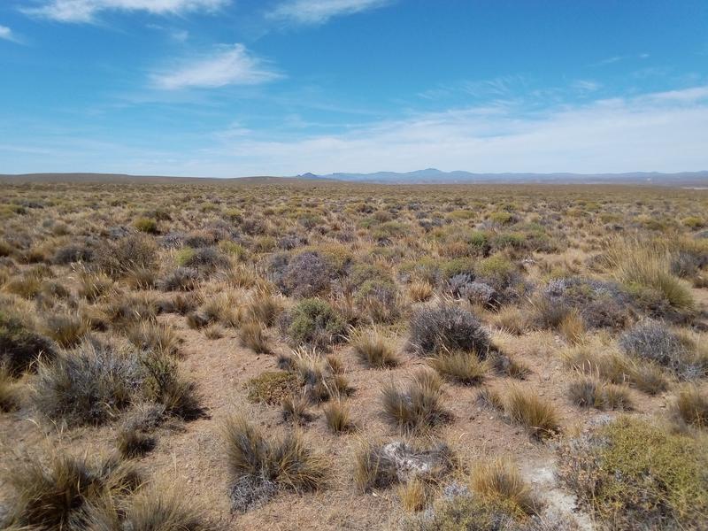 Patagonische Steppe in Argentinien