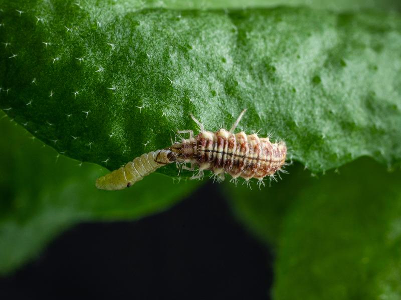 green lacewing larva (Chrysoperla carnea) 