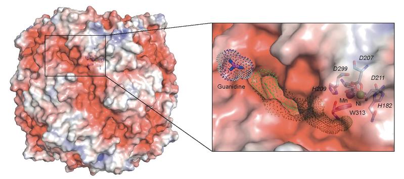 Struktur der Guanidinase der Comammox-Art Nitrospira inopinata, die Guanidin in Harnstoff umwandelt. Der vermutete Eingang eines Tunnels zum aktiven Zentrum ist in der linken Abbildung hervorgehoben. 