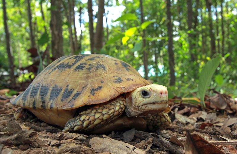 Die Gelbkopfschildkröte erreicht eine Panzerlänge von etwa 30 Zentimetern und unterscheidet sich je nach Verbreitungsgebiet in Größe, Form und Farbe. 