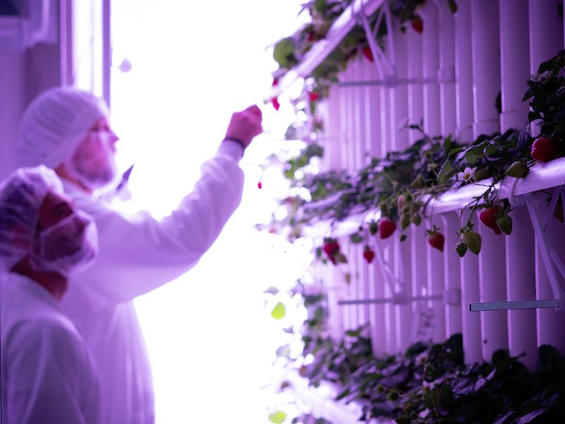 Speziell abgestimmte Lichteinstellungen im Hinblick auf Wellenlänge, Intensität und Belichtungsdauer sowie kontrollierte Umgebungsbedingungen sollen die datenbasierte Indoor-Kultivierung von Erdbeeren ermöglichen. 