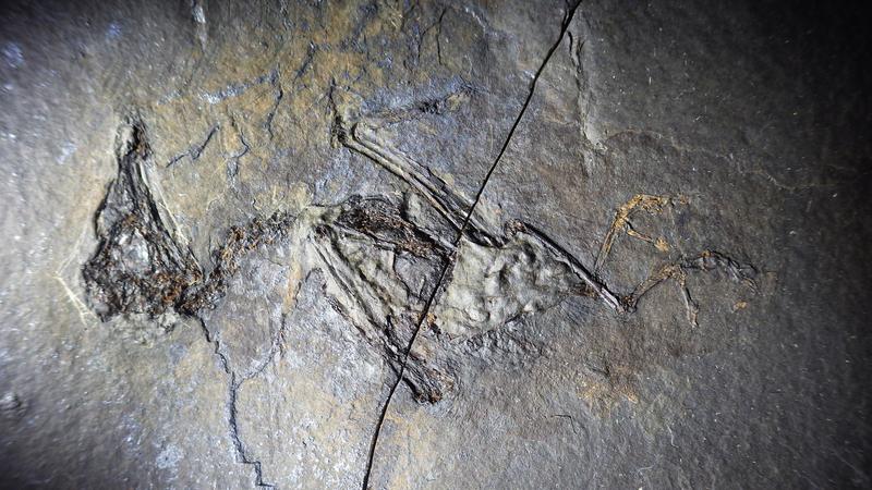 Gleich zwei Vogelfossilien fand das Team innerhalb der ersten Grabungskampagne dieses Jahres. Dieser Vogel gehört zu den Rackenartigen. 