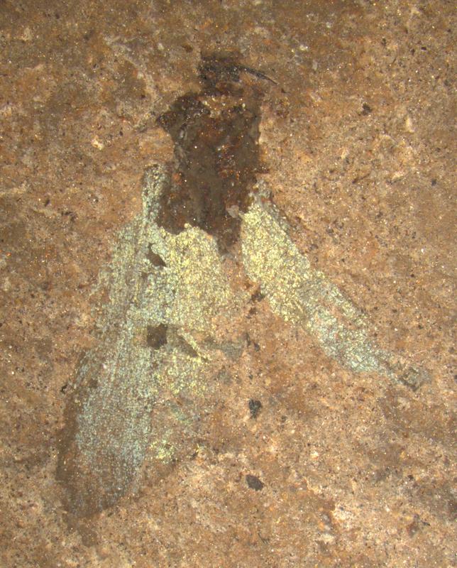 Unter den bislang mehr als 800 Funden befanden sich auch zwei gut erhaltene Schmetterling-Fossilien. 