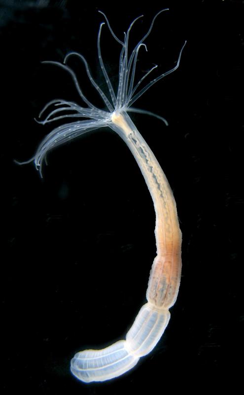 Ein einzelner Nematostella-Polyp.